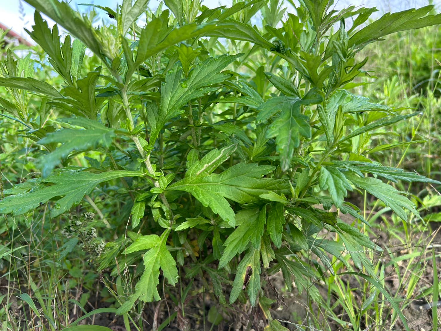 沖縄よもぎ